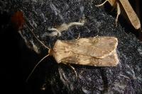 Agrotis puta