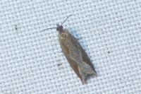 Ancylis diminutana