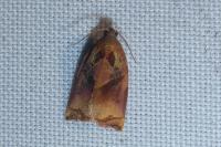 Archips podana