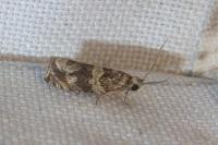 Celypha cespitana