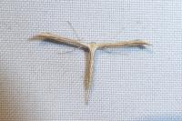 Emmelina argoteles/monodactyla