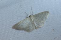 Idaea subsericeata
