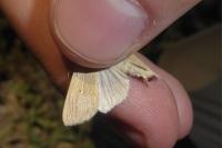 Mythimna pallens