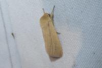 Mythimna pallens