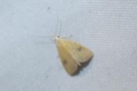 Rivula sericealis