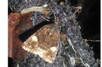 Tyta luctuosa