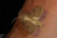 Agrotis bigramma