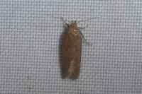 Bryotropha