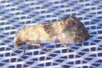 Cochylis posterana