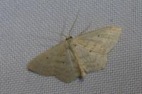 Scopula corrivalaria