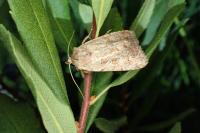 Coenophila subrosea