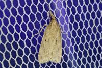 Eudonia pallida