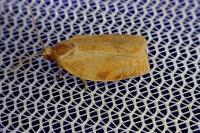 Choristoneura lafauryana