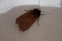 Phragmatobia fuliginosa