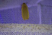 Collita griseola