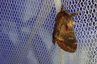 Notodonta dromedarius