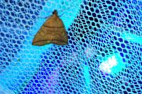 Herminia grisealis