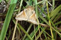 Habrosyne pyritoides