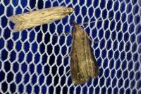 Schrankia costaestrigalis