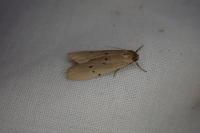 Pelosia muscerda