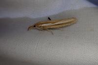 Agriphila tristella