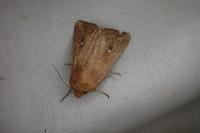 Mythimna albipuncta