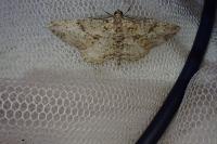 Peribatodes rhomboidaria