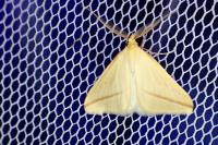 Rhodometra sacraria