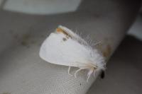Sphrageidus similis