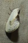Cilix glaucata
