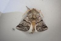 Thaumetopoea pityocampa