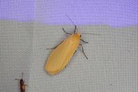 Wittia sororcula