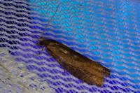 Epinotia caprana