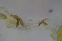 Phyllocnistis ramulicola