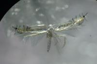 Phyllocnistis ramulicola