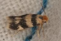 Etainia louisella