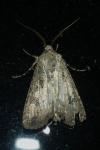 Agrotis segetum