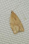 Clepsis consimilana