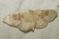 Idaea degeneraria