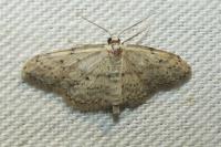 Idaea seriata