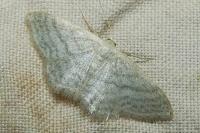 Idaea subsericeata