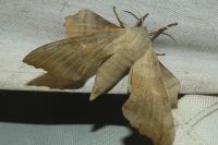 Laothoe populi
