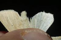 Mythimna pallens