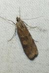 Nomophila noctuella