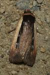 Ochropleura leucogaster