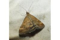 Pyrausta despicata
