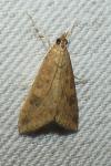 Udea ferrugalis