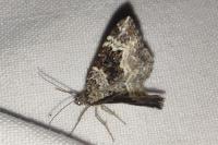 Epirrhoe alternata