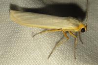 Eilema caniola