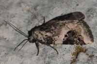 Pseudeustrotia candidula